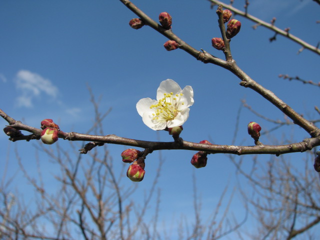 平成２２年１月トップバッターの梅の花