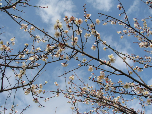 八分咲きの梅の花アップ