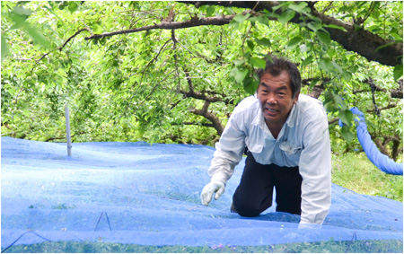 青梅収穫の準備