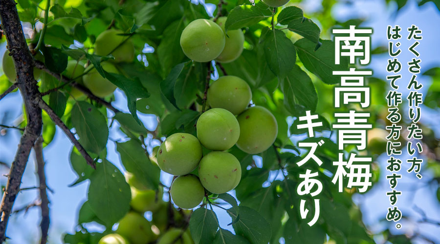 青梅 青うめ 南高青梅 Mサイズ 梅酒用 朝採れ青梅 10.0kg 10キロ
