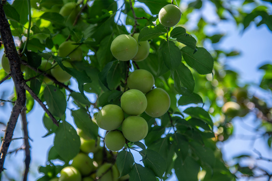 紀州梅苑の南高梅