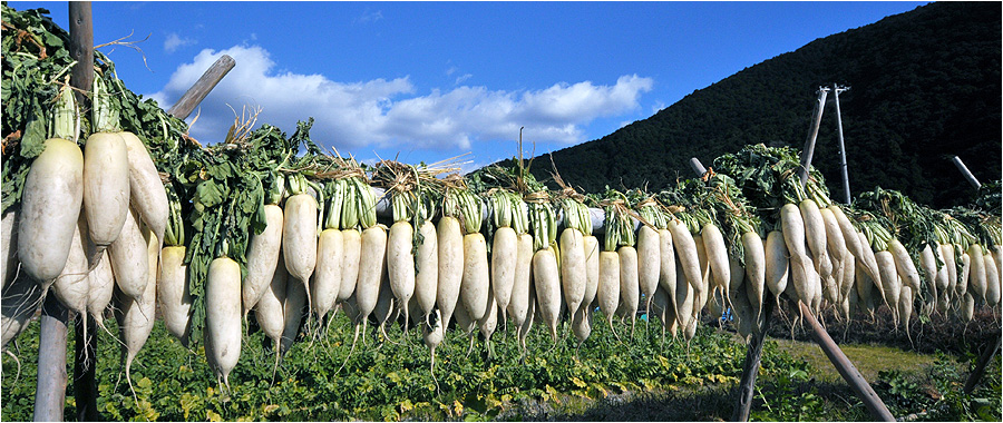 津見の用大根に最適な紀州大根の干し大根