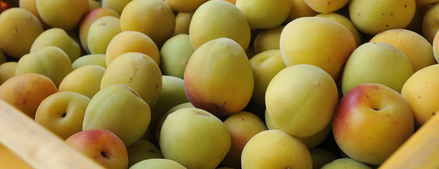 完熟南高梅 キズあり