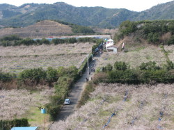 岩代梅林満開です。