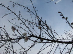 梅の花一分咲き