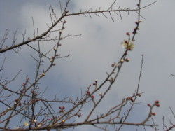 梅の花一分咲き２