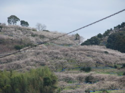 H24春満開の梅の花の山なみ１