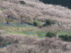 H24春満開の梅の花の山なみ