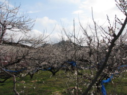 八分咲きの梅の花全景