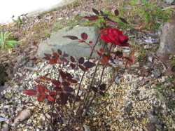 散らない薔薇