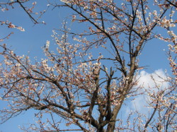 散り始めた梅の花１