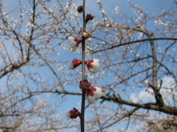 散り始めた梅の花２