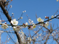 梅の花20130201