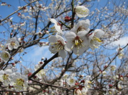 梅の花20130205