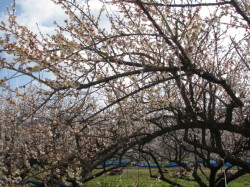 梅の花20130206