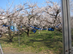 満開の梅の花