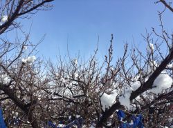 大雪梅畑