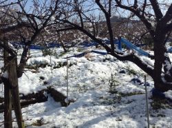 大雪梅畑