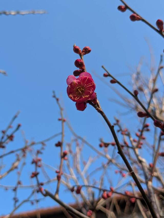 「紅梅が咲きました！」（令和八年１月16日）