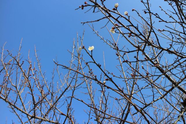 梅の花トップバッター