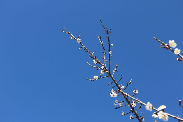 梅の花満開　つぼみ