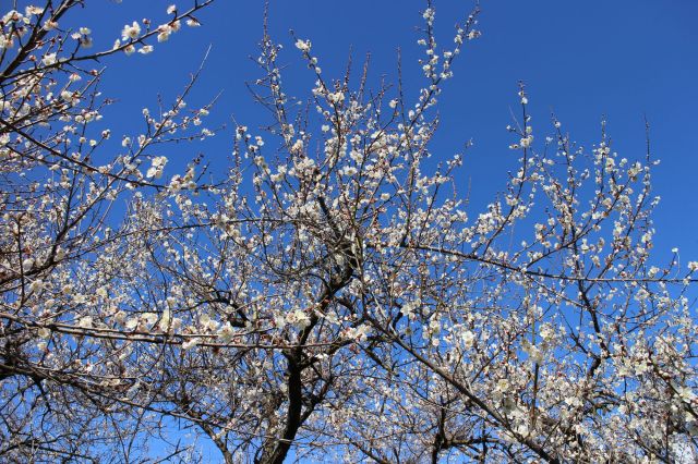 梅の花満開　３