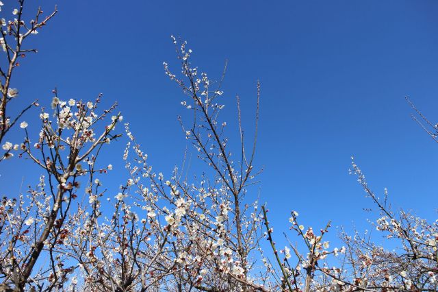 梅の花　散りはじめ　１