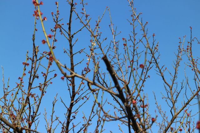 梅の花 最後かな？