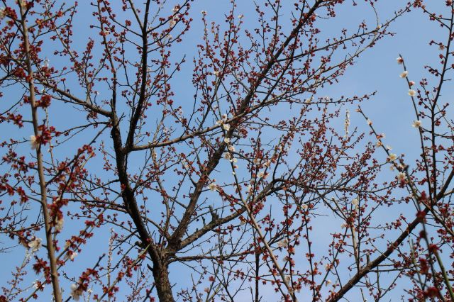 梅の花散り際1402