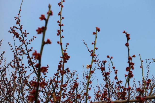 梅の花