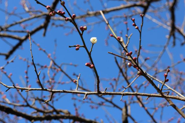 梅の花2015001