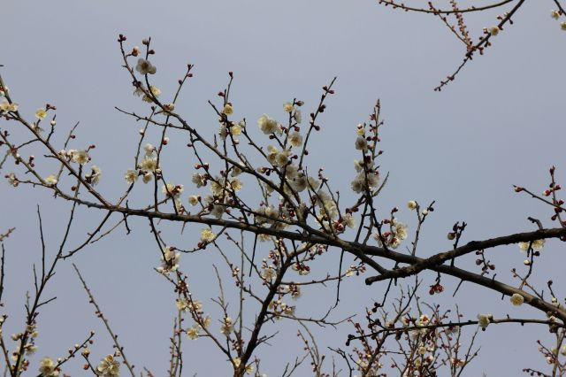 梅の花2015005