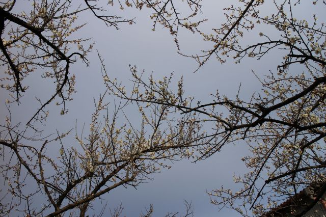 梅の花2015006