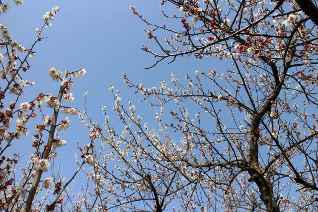 梅の花2015010