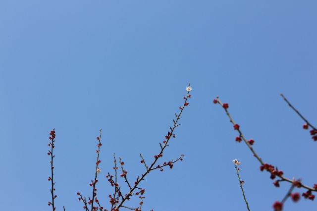 梅の花2015014