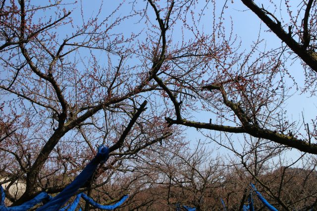 梅の花2015015