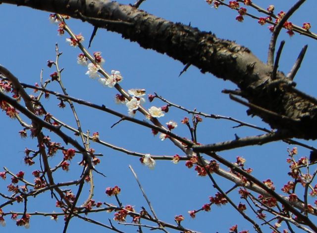 梅の花201603002