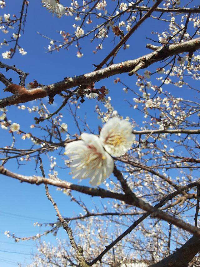 梅の花満開202002002