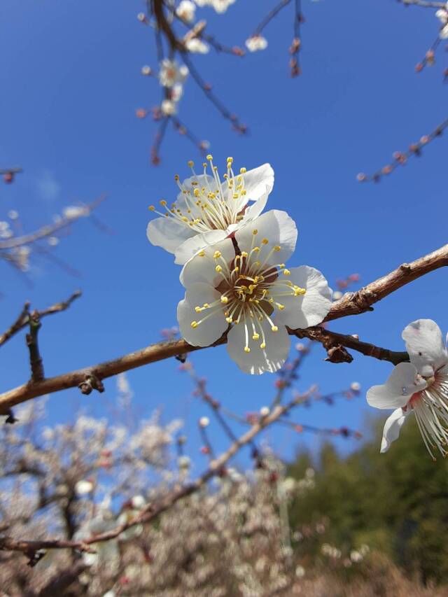 梅の花02001