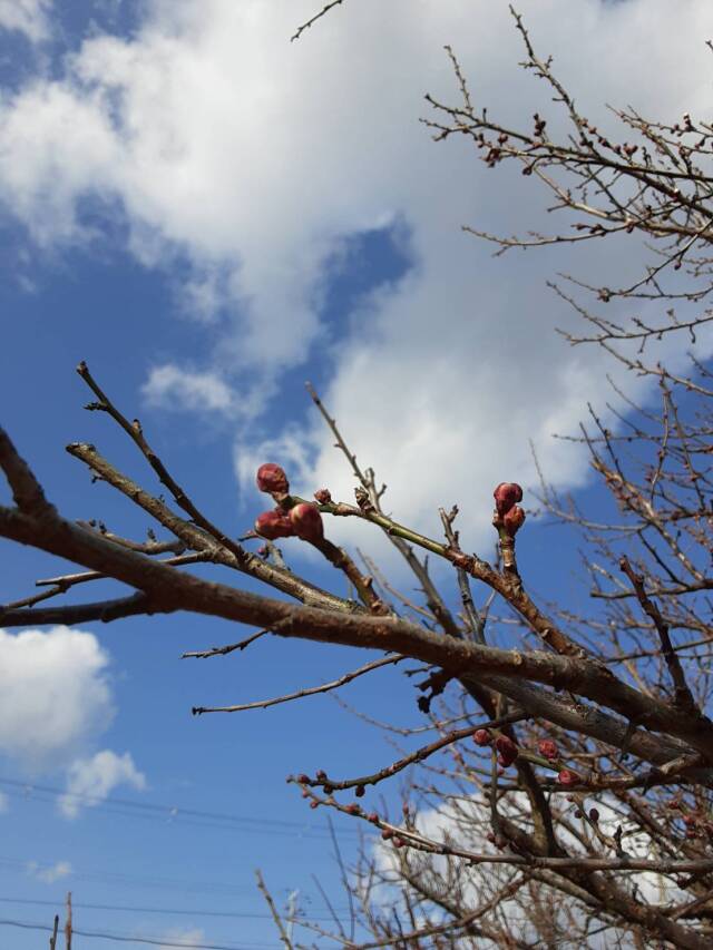 梅の花202201002