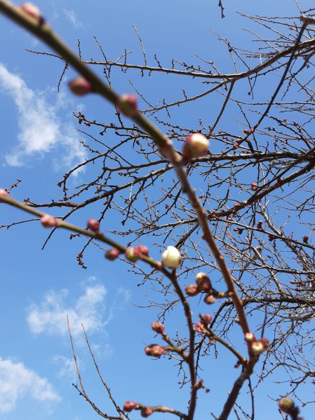 梅の花202201003