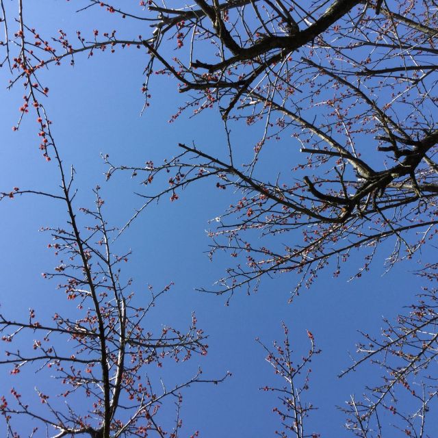 梅の実180302