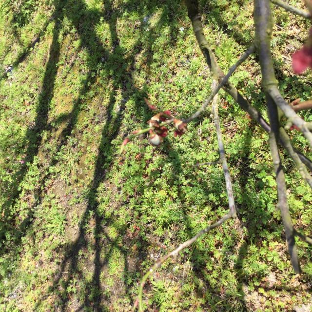 梅の実180303
