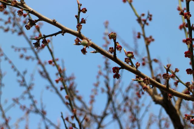 梅の赤ちゃん３月-1