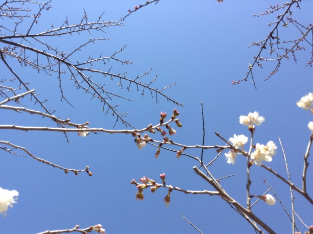 梅畑のとなりの桜