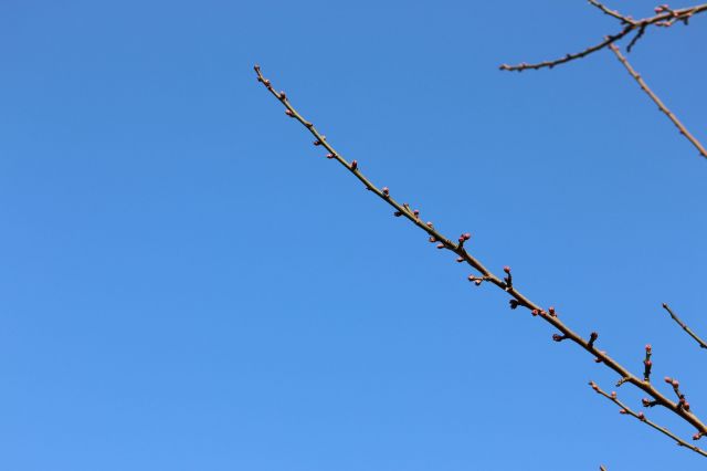 梅のつぼみ201501001