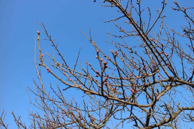 梅のつぼみ201501002