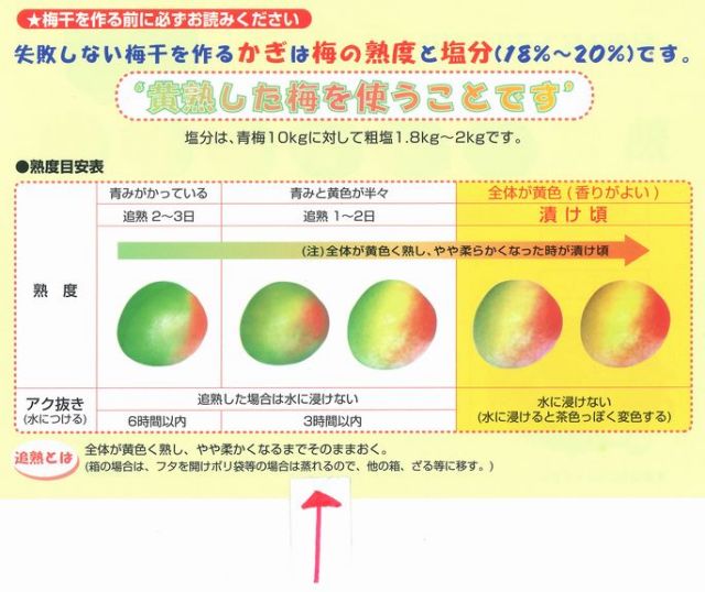 梅の表