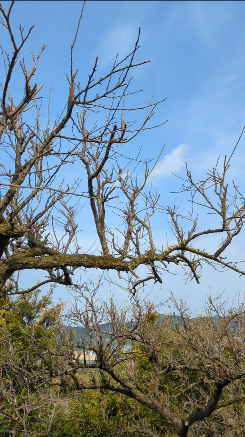 高台の畑の梅の木