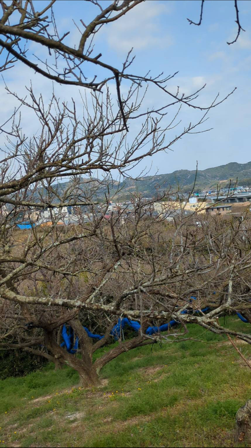 高台の畑の梅の木の様子